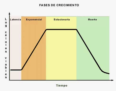 Resultado de imagen para fases de vida de las bacterias